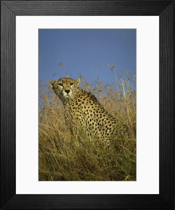 Framed Print : Cheetah. LA-1718. Cheetah. Acinonyx jubatus Framed Print : Cheetah. LA-1718. Cheetah. Acinonyx jubatus