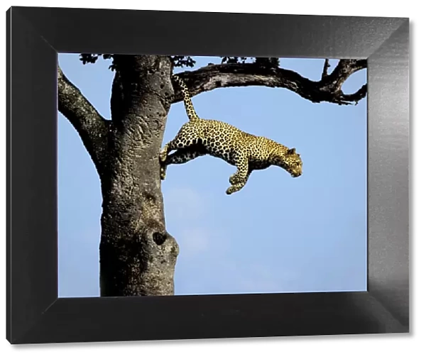Leopard - jumping from tree