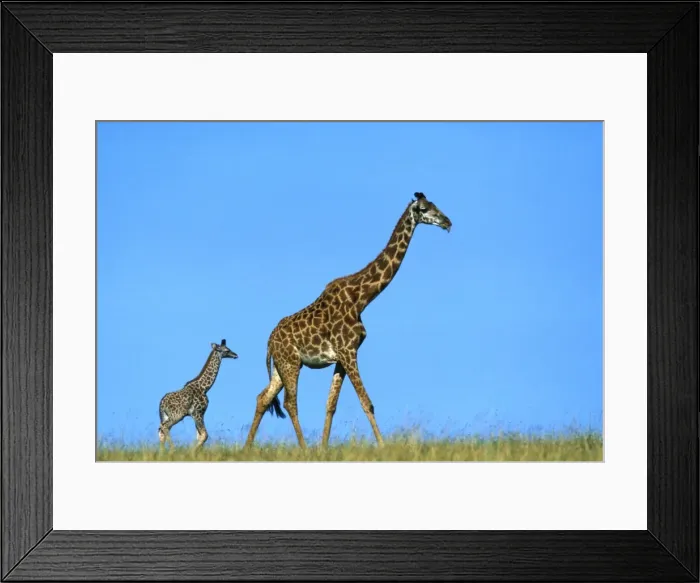 Framed Print : Reticulated Giraffe - adult with young Framed Print : Reticulated Giraffe - adult with young