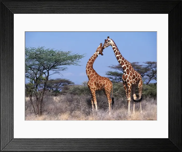 Framed Print : Reticulated Giraffe - two adults Framed Print : Reticulated Giraffe - two adults