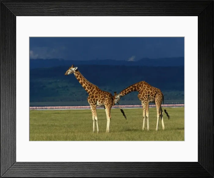 Framed Print : Reticulated Giraffe - two adults Framed Print : Reticulated Giraffe - two adults