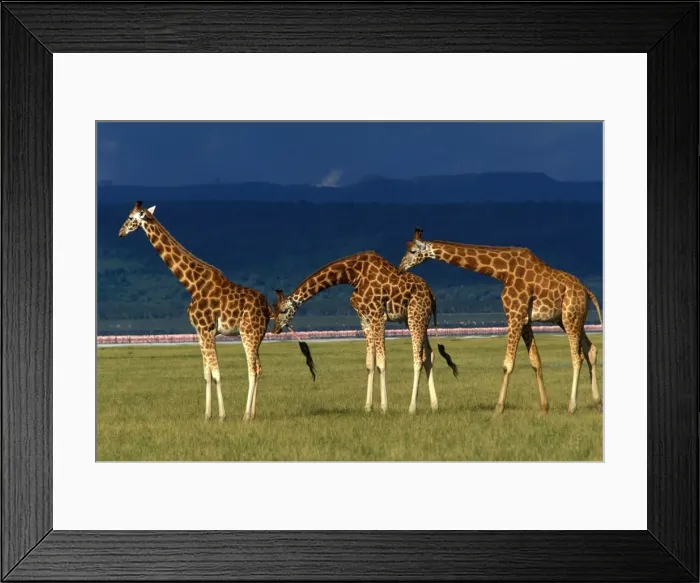 Framed Print : Reticulated Giraffe - three adults Framed Print : Reticulated Giraffe - three adults