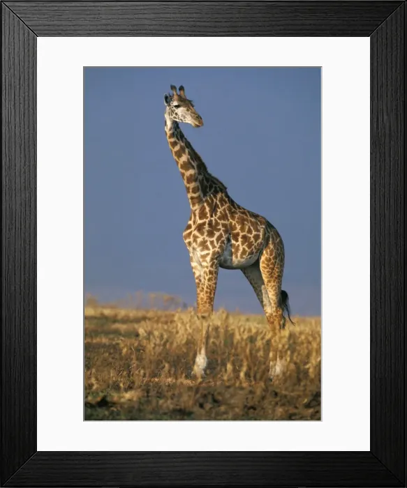 Framed Print : Reticulated Giraffe Framed Print : Reticulated Giraffe