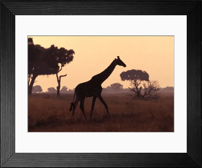 Framed Print : Giraffe - at dusk Framed Print : Giraffe - at dusk