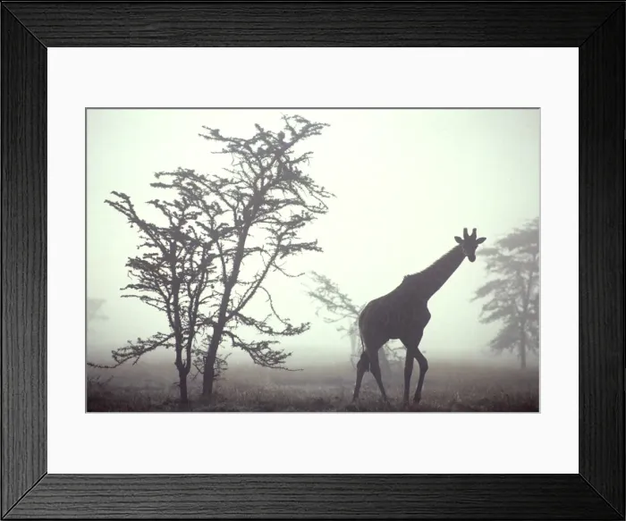 Framed Print : Giraffe - in mist Framed Print : Giraffe - in mist