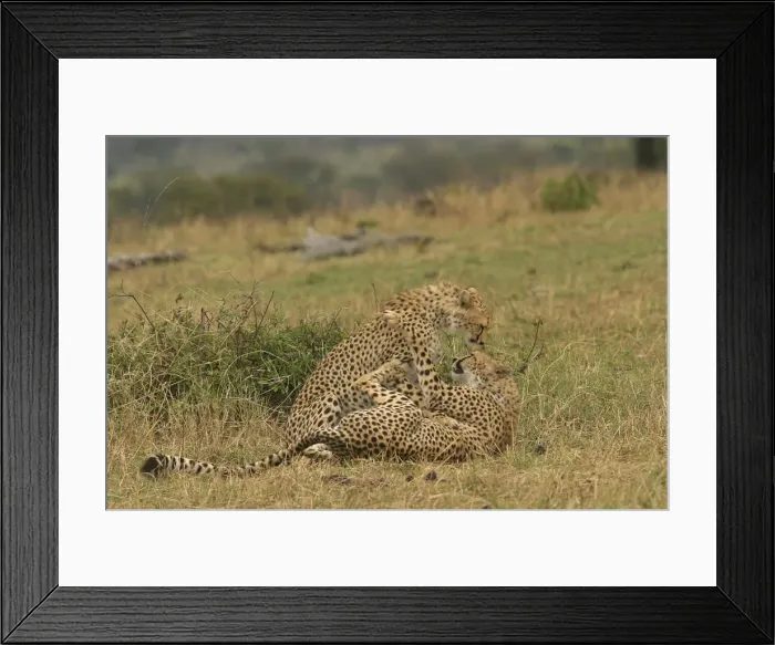 Framed Print : Cheetahs - Two together Transmara, Maasai Mara, Kenya, Africa Framed Print : Cheetahs - Two together Transmara, Maasai Mara, Kenya, Africa
