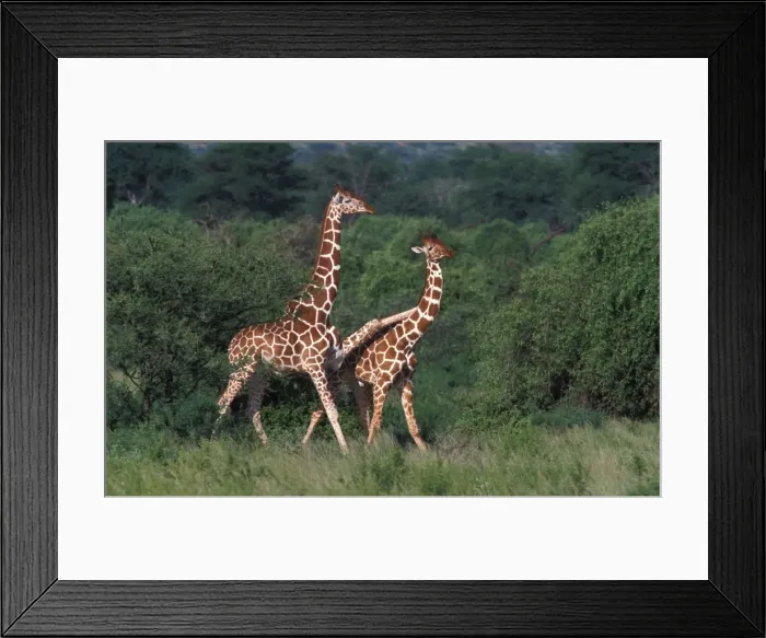 Framed Print : Reticulated Giraffe - two, one with leg over second smaller giraffes back Framed Print : Reticulated Giraffe - two, one with leg over second smaller giraffes back