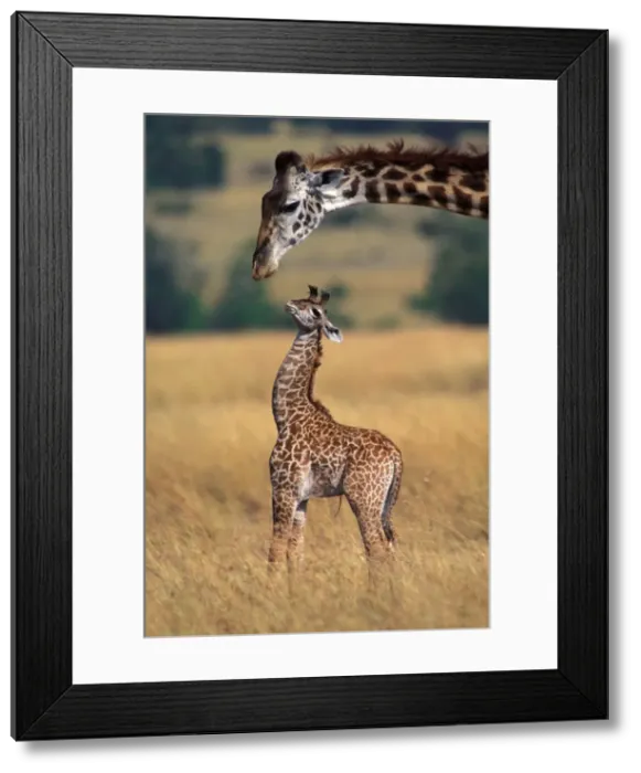 Framed Print : Reticulated Giraffe - adult with newborn calf, showing umbilical cord Framed Print : Reticulated Giraffe - adult with newborn calf, showing umbilical cord