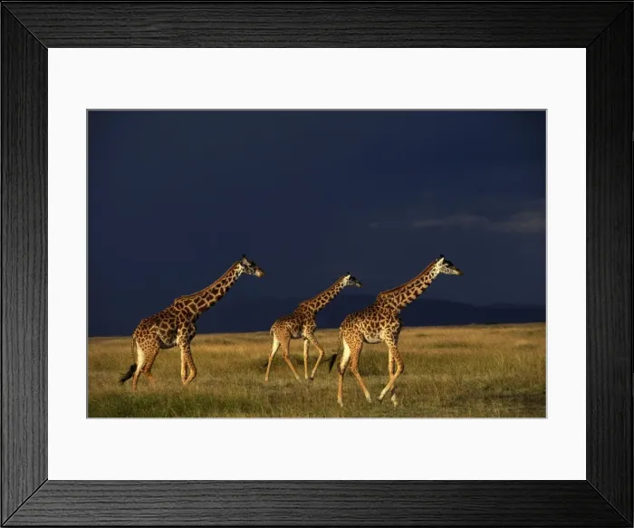 Framed Print : Reticulated Giraffe - three, with stormy sky behind Framed Print : Reticulated Giraffe - three, with stormy sky behind