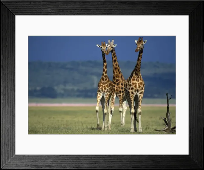 Framed Print : Reticulated Giraffe - three Framed Print : Reticulated Giraffe - three