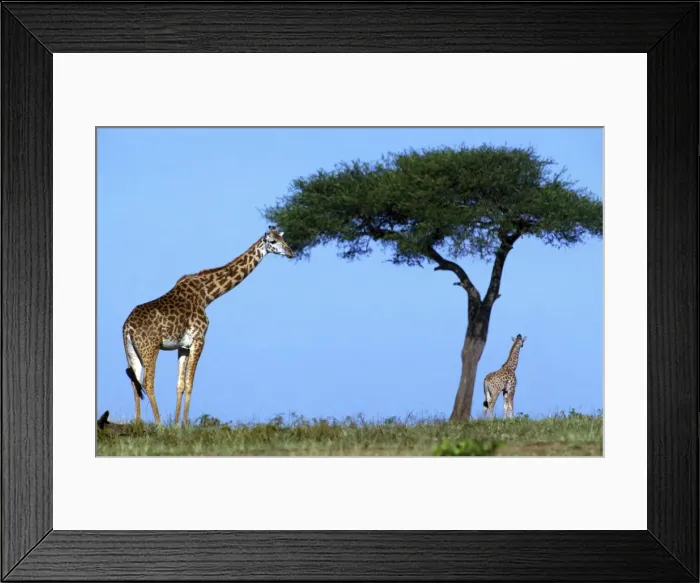 Framed Print : Reticulated Giraffe - two, one grazing on tree Framed Print : Reticulated Giraffe - two, one grazing on tree