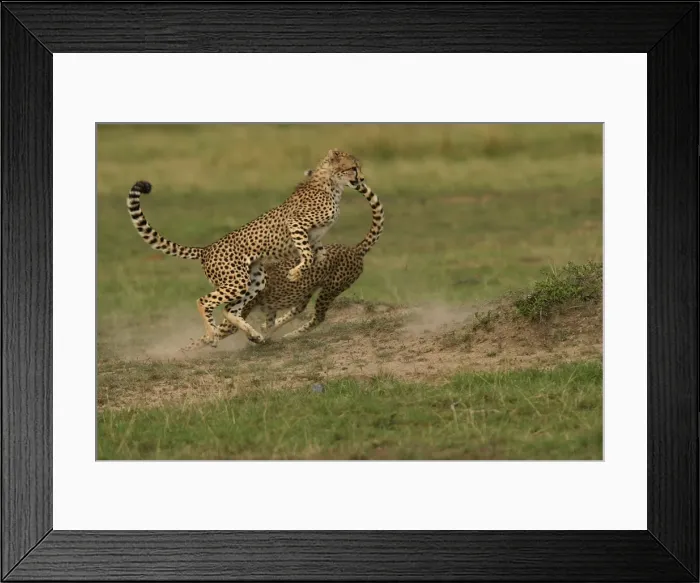Framed Print : Cheetah - two fighting Transmara, Maasai Mara, Kenya, Africa Acinonyx jubatus Framed Print : Cheetah - two fighting Transmara, Maasai Mara, Kenya, Africa Acinonyx jubatus