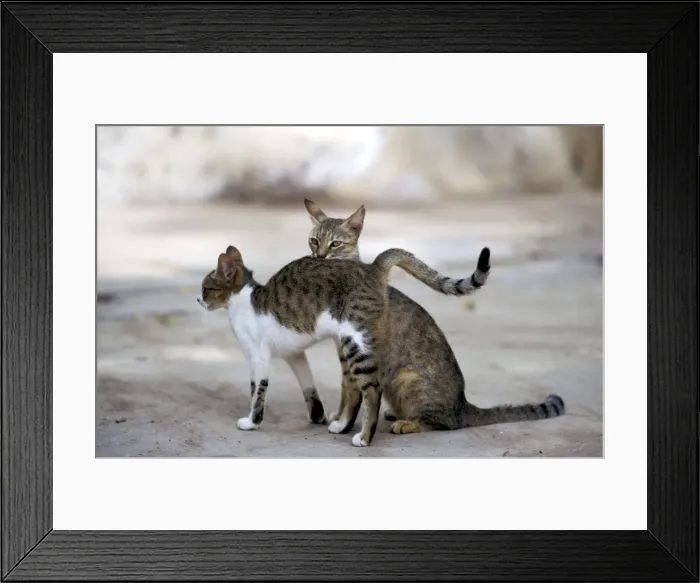 Framed Print : Feral Cats - Two Lamu Island, Kenya, Indian Ocean Framed Print : Feral Cats - Two Lamu Island, Kenya, Indian Ocean