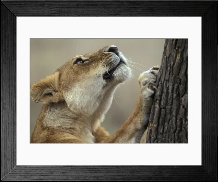 Framed Print : Lion - looking up tree Framed Print : Lion - looking up tree