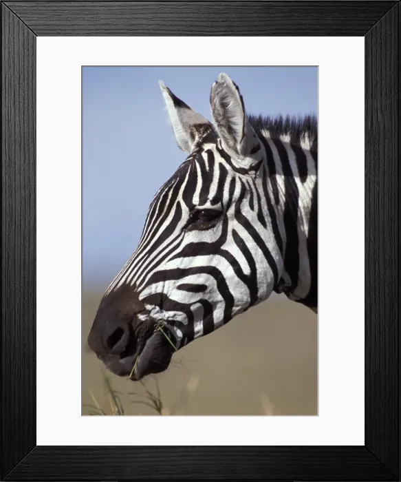 Framed Print : Boehm's  /  Grant's Zebra