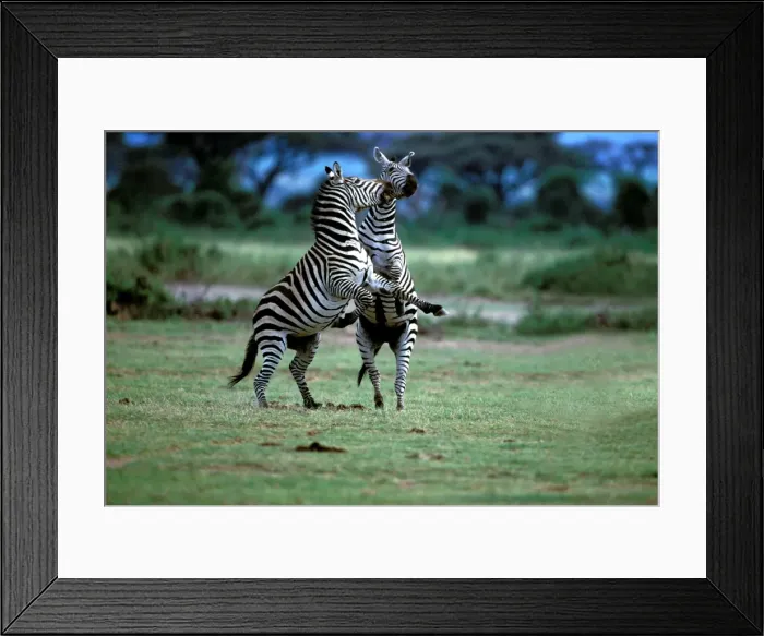 Framed Print : Burchell's / Common / Plain Zebra. Maasai Mara - Kenya - Africa Framed Print : Burchell's / Common / Plain Zebra. Maasai Mara - Kenya - Africa