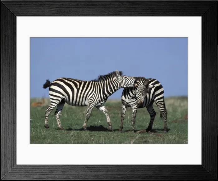 Framed Print : Boehm's / Grant's Zebra - fighting Framed Print : Boehm's / Grant's Zebra - fighting