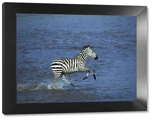 Boehm's  /  Grant's Zebra - running through water