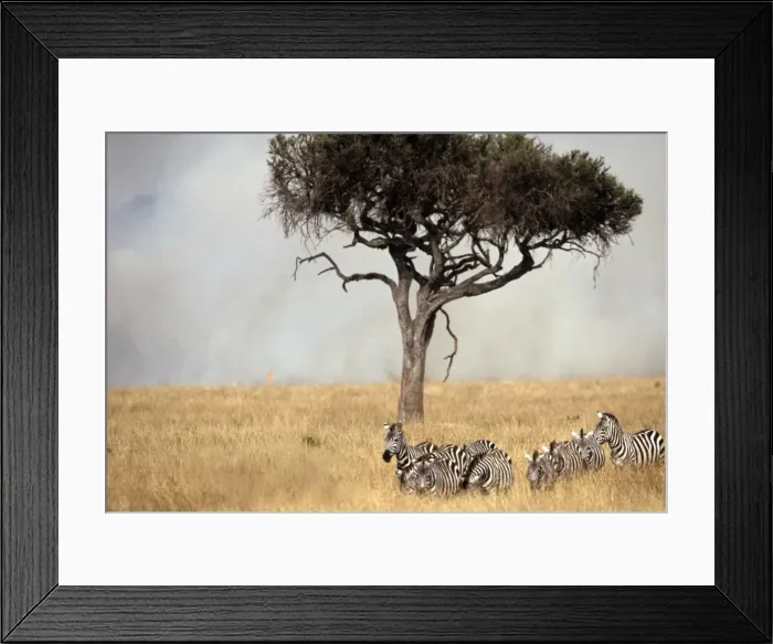 Framed Print : Boehm's / Grant's Zebra - herd with fire and smoke behind. Aboseli National Park - Kenya - Africa Framed Print : Boehm's / Grant's Zebra - herd with fire and smoke behind. Aboseli National Park - Kenya - Africa