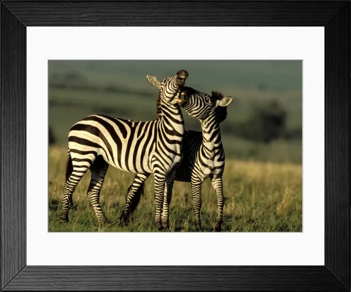 Framed Print : Boehm's  /  Grant's Zebra - two. Maasai Mara National Park - Kenya - Africa