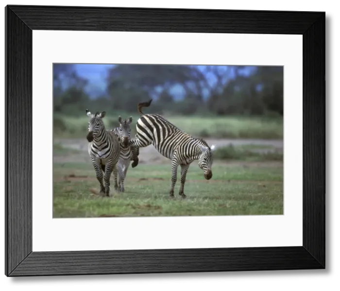 Framed Print : Boehm's / Grant's Zebra - fighting. Africa Framed Print : Boehm's / Grant's Zebra - fighting. Africa