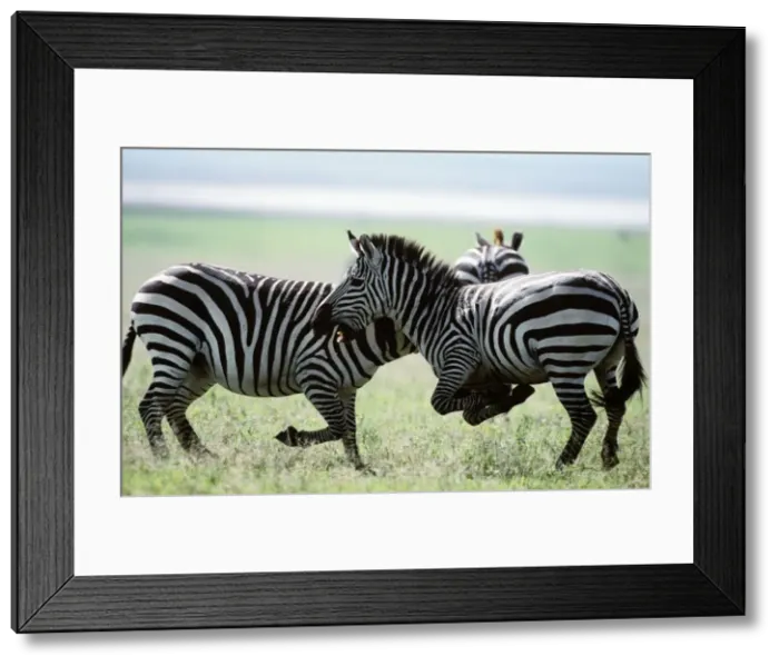 Framed Print : Boehm's / Grant's Zebra - fighting. Africa Framed Print : Boehm's / Grant's Zebra - fighting. Africa