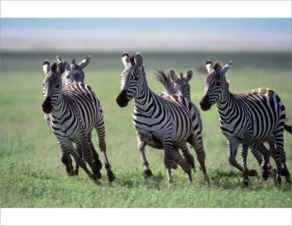Boehm's  /  Grant's Zebra - herd running. Africa