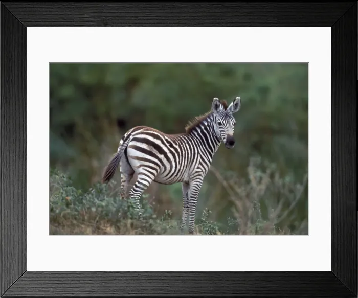Framed Print : Boehm's / Grant's Zebra. Africa Framed Print : Boehm's / Grant's Zebra. Africa