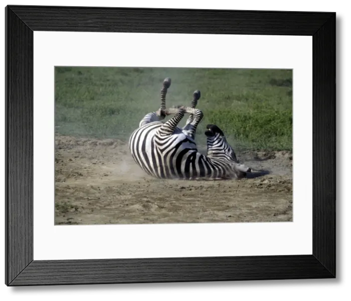Framed Print : Boehm's / Grant's Zebra - rolling. Africa Framed Print : Boehm's / Grant's Zebra - rolling. Africa
