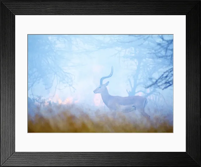 Framed Print : Impala - standing infront of fire & smoke. Maasai mara National Park - kenya - Africa Framed Print : Impala - standing infront of fire & smoke. Maasai mara National Park - kenya - Africa