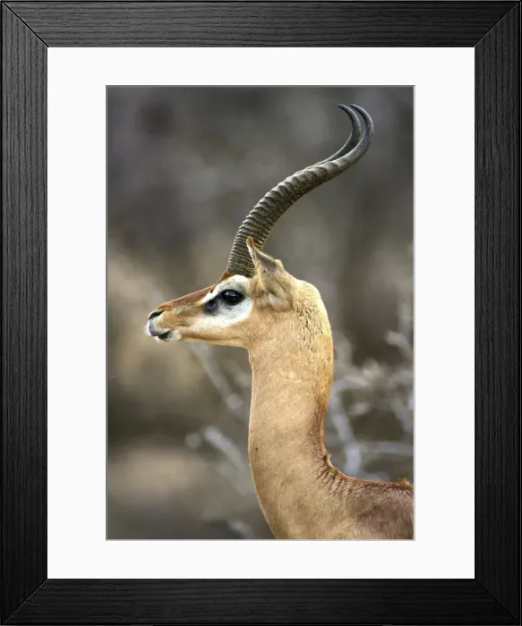 Framed Print : Gerenuk. Samburu National Park - Kenya - Africa Framed Print : Gerenuk. Samburu National Park - Kenya - Africa