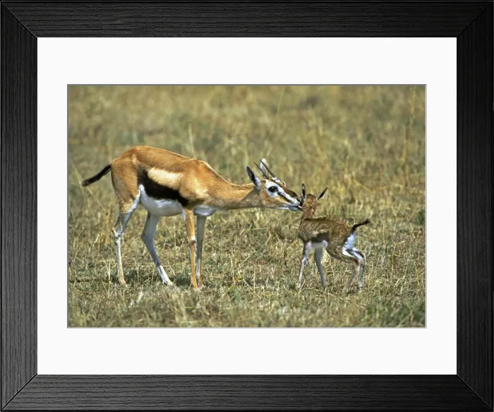 Framed Print : Thomson's Gazelle - mother and young baby. Masai mara National Park - Kenya - Africa Framed Print : Thomson's Gazelle - mother and young baby. Masai mara National Park - Kenya - Africa