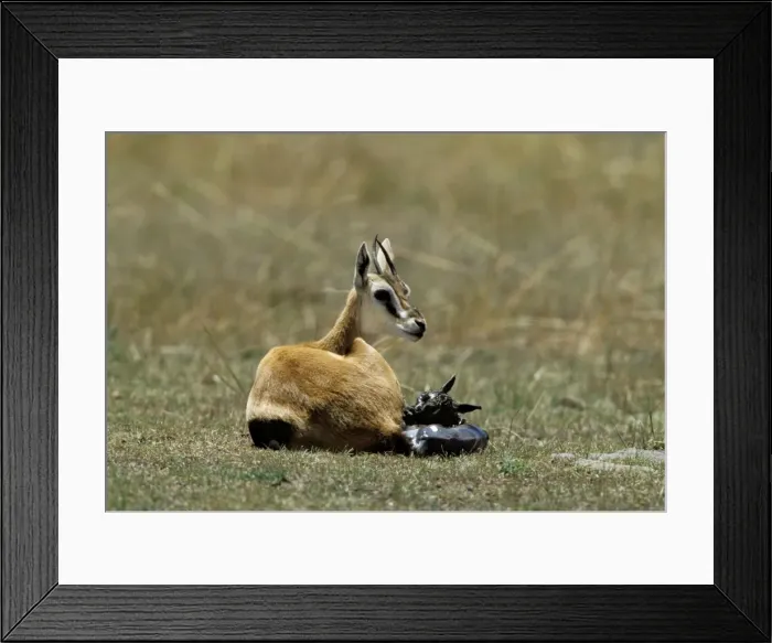Framed Print : Thomson's Gazelle - mother and young baby. Masai Mara National Park - Kenya - Africa Framed Print : Thomson's Gazelle - mother and young baby. Masai Mara National Park - Kenya - Africa