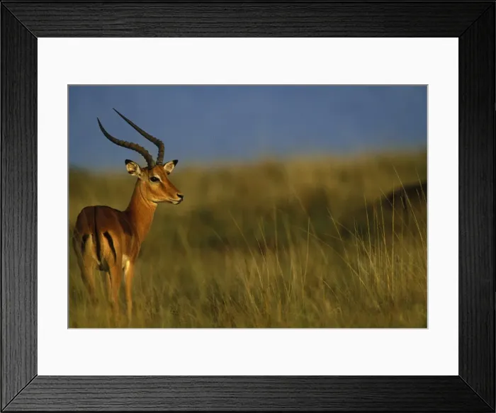 Framed Print : Impala. Maasai Mara National Park - kenya - Africa Framed Print : Impala. Maasai Mara National Park - kenya - Africa
