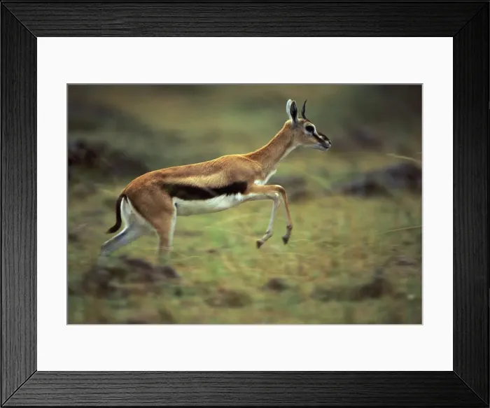 Framed Print : Thomson's Gazelle - running. Masai Mara National Park - Kenya - Africa Framed Print : Thomson's Gazelle - running. Masai Mara National Park - Kenya - Africa