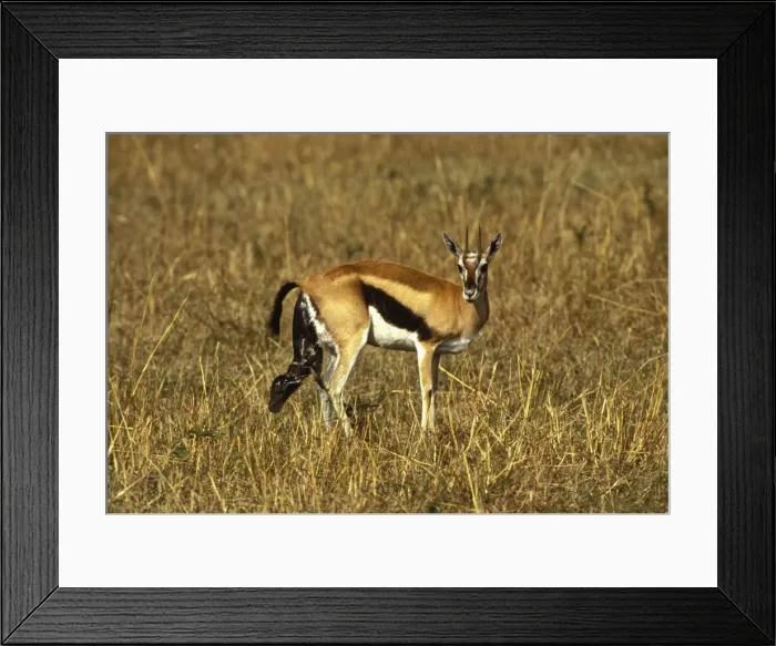 Framed Print : Thomson's Gazelle - giving birth. Masai Mara National Park - Kenya - Africa Framed Print : Thomson's Gazelle - giving birth. Masai Mara National Park - Kenya - Africa