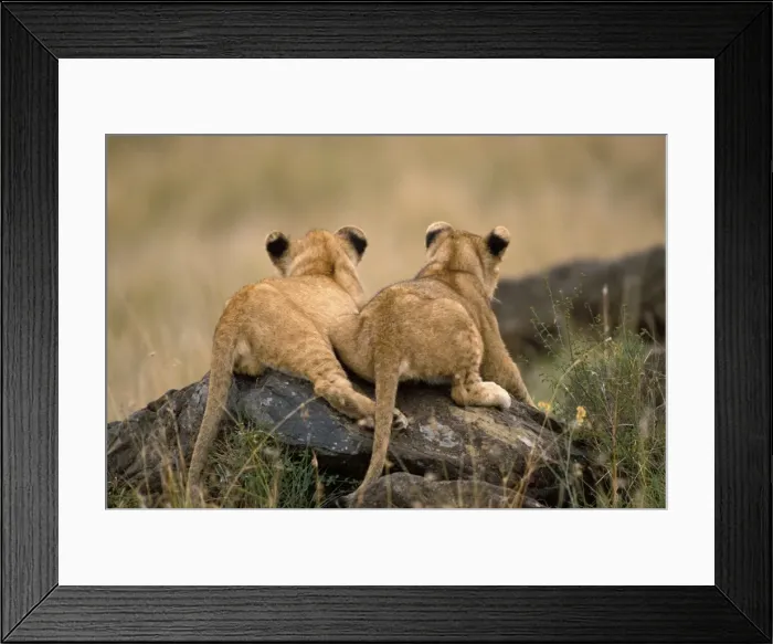 Framed Print : Lion Cubs - two lying on rocks. Maasai Mara - Kenya - Africa Framed Print : Lion Cubs - two lying on rocks. Maasai Mara - Kenya - Africa
