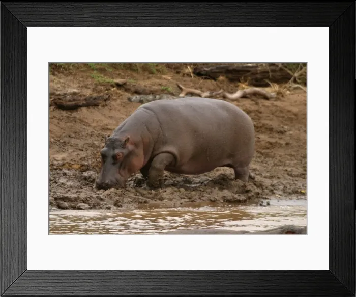 Framed Print : Hippopotamus. Maasai Mara - Kenya - Africa