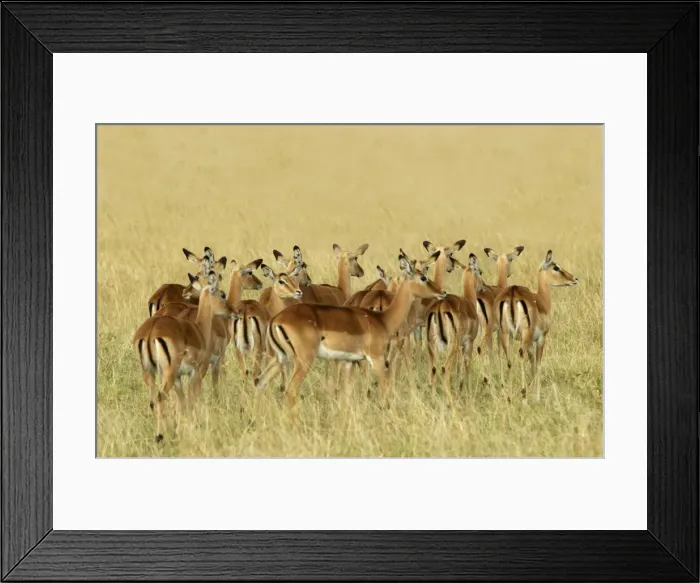 Framed Print : Impala - group Framed Print : Impala - group