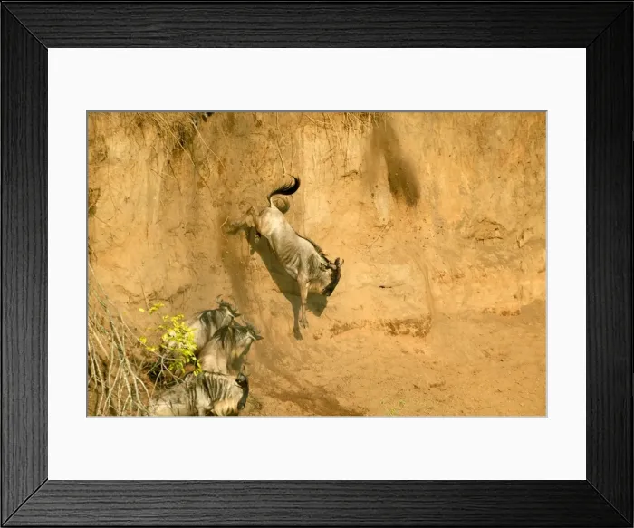 Framed Print : Wildebeest  /  Gnu - on migration leaping into the Mara River. Maasai Mara - Kenya - Africa