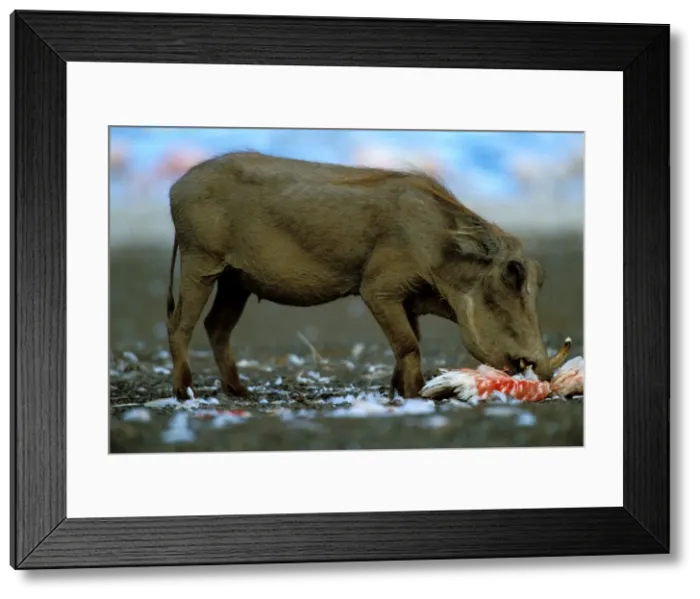 Framed Print : Warthog eating Lesser Flamingo (Phoenicopterus minor). Lake Bogaria - Kenya - Africa Framed Print : Warthog eating Lesser Flamingo (Phoenicopterus minor). Lake Bogaria - Kenya - Africa