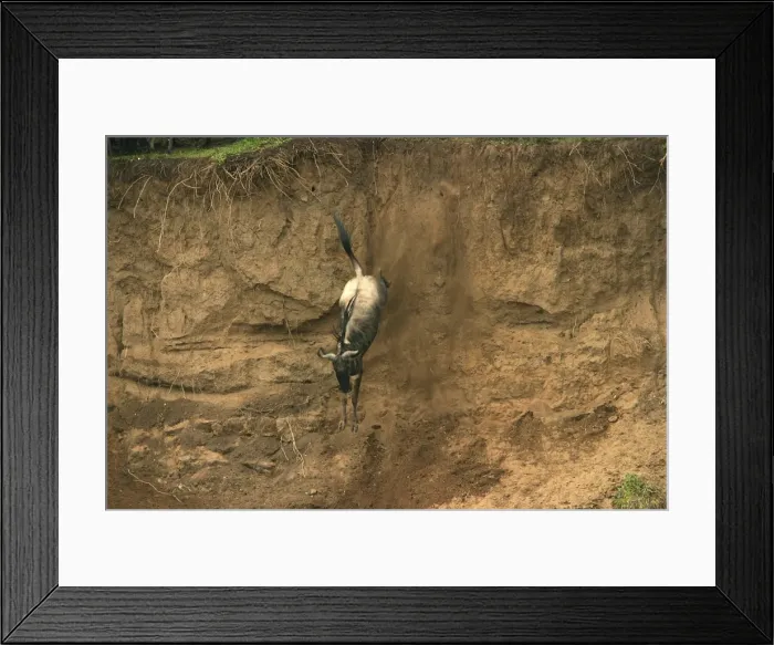 Framed Print : Wildebeest / Gnu - on migration leaping into the Mara River. Maasai Mara - Kenya - Africa Framed Print : Wildebeest / Gnu - on migration leaping into the Mara River. Maasai Mara - Kenya - Africa