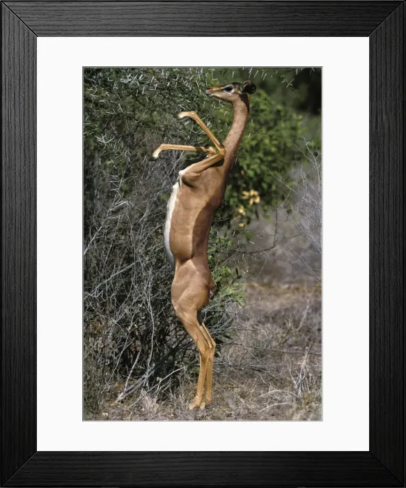 Framed Print : Gerenuk - on hind legs feeding. Samburu National Park - Kenya - Africa Framed Print : Gerenuk - on hind legs feeding. Samburu National Park - Kenya - Africa