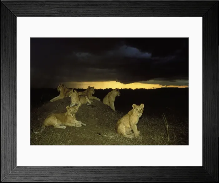 Framed Print : Lion - pride resting on mound at night. Maasai Mara - Kenya - Africa Framed Print : Lion - pride resting on mound at night. Maasai Mara - Kenya - Africa