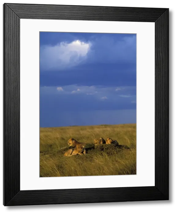 Framed Print : Lion - pride resting on mound. Maasai Mara - Kenya - Africa Framed Print : Lion - pride resting on mound. Maasai Mara - Kenya - Africa
