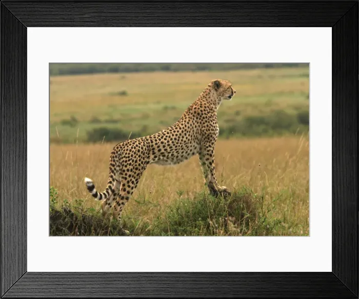Framed Print : Cheetah - standing. Maasai Mara - Kenya - Africa Framed Print : Cheetah - standing. Maasai Mara - Kenya - Africa