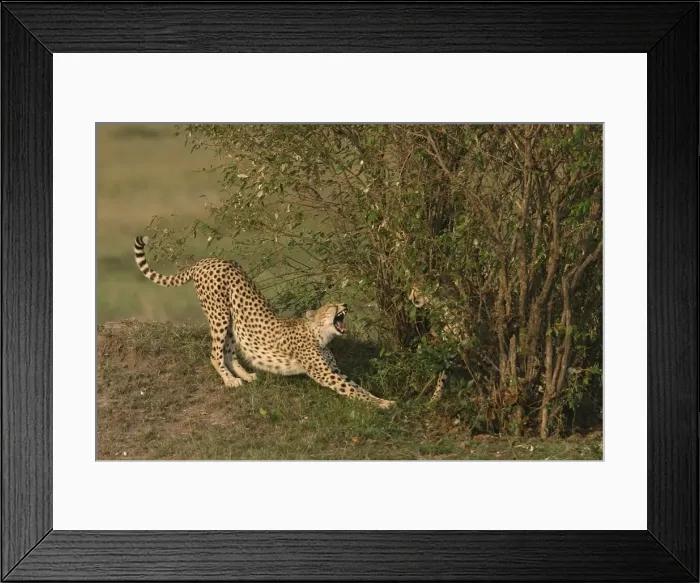Framed Print : Cheetah - stretching. Maasai Mara - Kenya - Africa Framed Print : Cheetah - stretching. Maasai Mara - Kenya - Africa