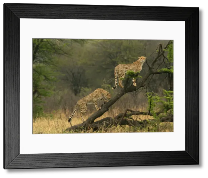 Framed Print : Cheetah - two in tree. Maasai Mara - Kenya - Africa Framed Print : Cheetah - two in tree. Maasai Mara - Kenya - Africa