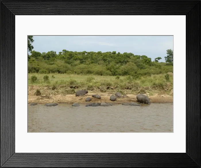 Framed Print : Hippopotamu - group by water. Maasai Mara - Kenya - Africa Framed Print : Hippopotamu - group by water. Maasai Mara - Kenya - Africa