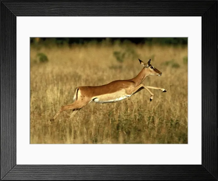 Framed Print : Impala - running. Maasai Mara - Kenya - Africa
